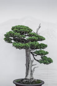 盆景
