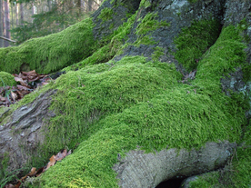 青苔