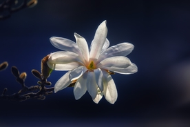 白玉兰