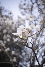 白玉兰