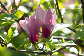 粉玉兰