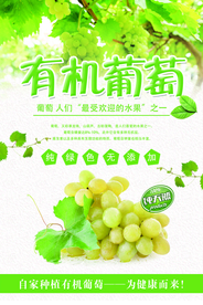 有机葡萄水果活动宣传海报素材