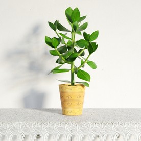 莲子草