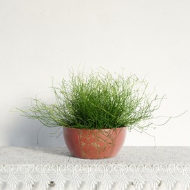 问荆
