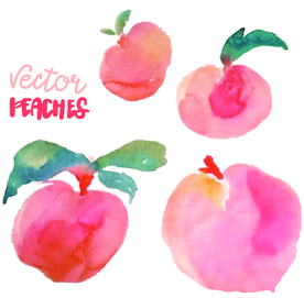 T恤  桃子  插画