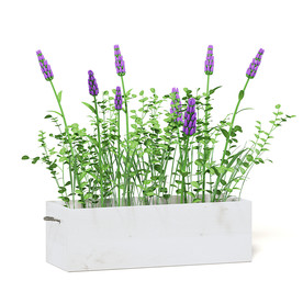 C4D模型 薰衣草花