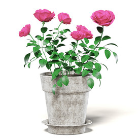 C4D模型 月季花