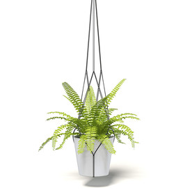 C4D模型 肾蕨