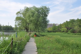 公园植物景观之滨水植物景观