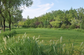 公园里的大草坪