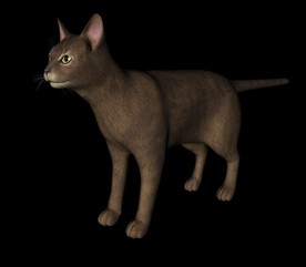 C4D模型 猫