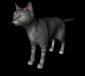 C4D模型 猫