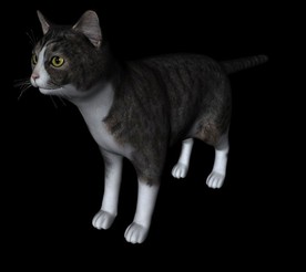 C4D模型 狸花猫
