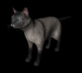 C4D模型 猫