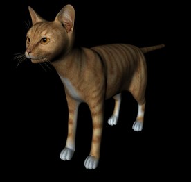 C4D模型 猫