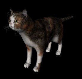 C4D模型 狸花猫