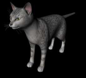 C4D模型 猫