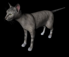 C4D模型 猫