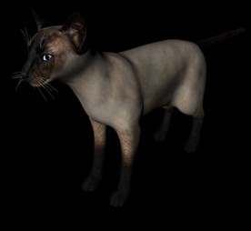 C4D模型 猫