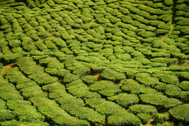 绿茶