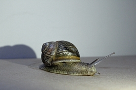 蜗牛