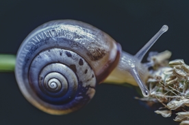蜗牛