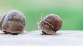 蜗牛