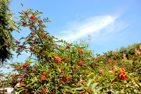 花椒树