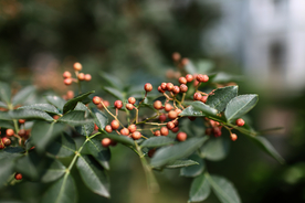 花椒树