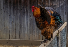 大公鸡
