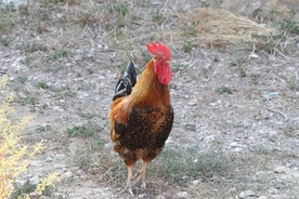 大公鸡