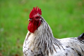 公鸡