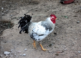 公鸡