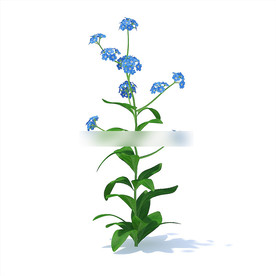 C4D模型 倒提壶花草