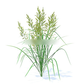 C4D模型 菰草