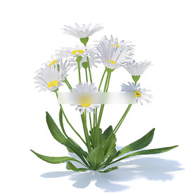 C4D模型 菊花