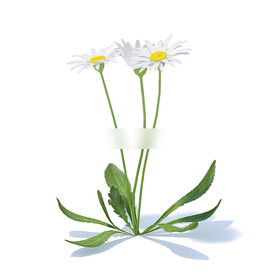 C4D模型 菊花