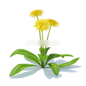 C4D模型 菊花