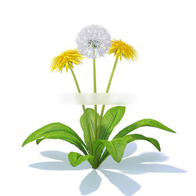 C4D模型 菊花蒲公英