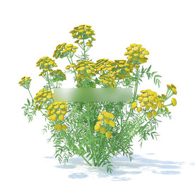 C4D模型 万寿菊