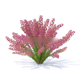C4D模型 紫薇