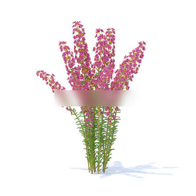 C4D模型 紫薇
