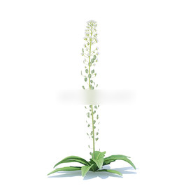 C4D模型 虾脊兰