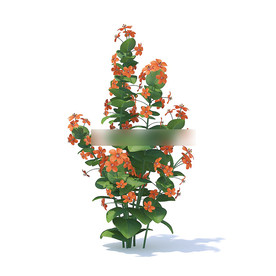 C4D模型 倒提壶花草