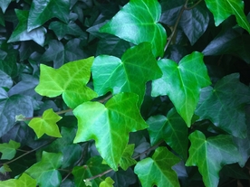 常春藤