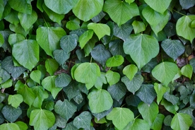 常春藤