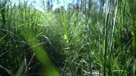 高清青草丛中穿行美景