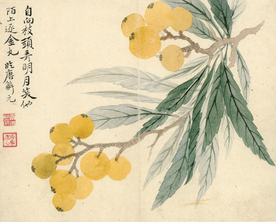 恽寿平国画 枇杷