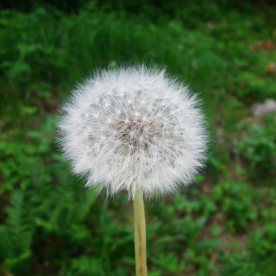 蒲公英