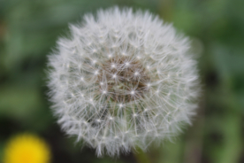 蒲公英